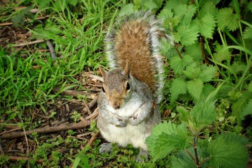 a squirrel standing in the grass with its foot in its mouth at Boutique Home from Home in London