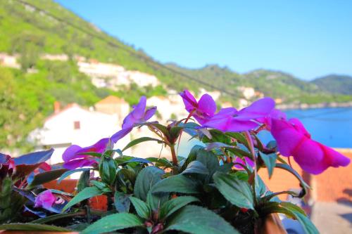 a pot of purple flowers with a view of the water at Apartment Mambo in Sobra