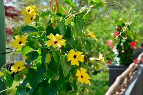 a bunch of yellow flowers on a plant at Pension Waldkristall in Frauenau