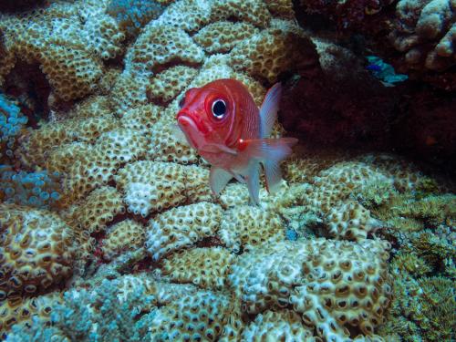 a red fish is sitting on a coral reef at Oneta Resort in Ono Island