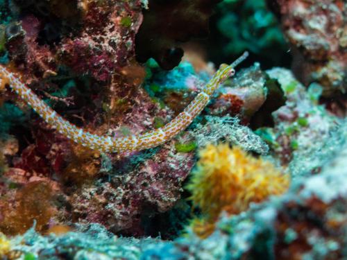 a close up of a colorful coral reef at Oneta Resort in Ono Island