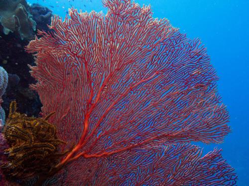 a large red fish on the reef at Oneta Resort in Ono Island