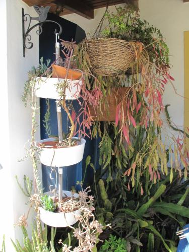Zahrada ubytování Casa dos Cactos