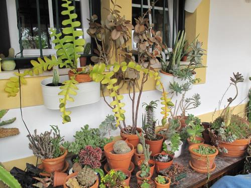 Zahrada ubytování Casa dos Cactos
