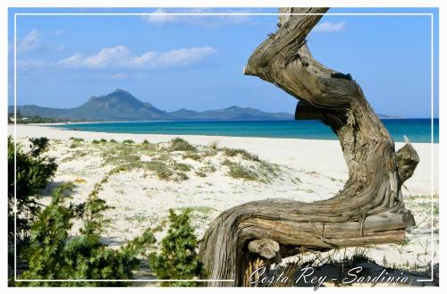 a dead tree on a beach near the ocean at Nuova Valmar Villa Carta 100 mt mare in Costa Rei