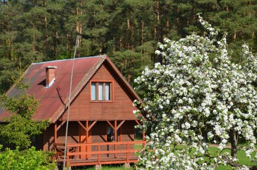a wooden cabin with a flowering tree in front of it at Domek całoroczny MARKO in Węgorzewo