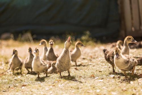 a group of ducks standing in the grass at Herdade da Sanguinheira in Longomel