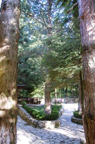 a group of trees in a park with a stone path at Guesthouse Alberti Llogara in Shalë