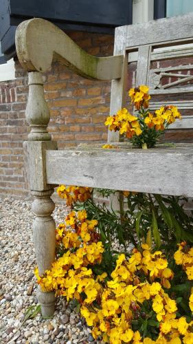 a bunch of yellow flowers under a bench at BenB Zuidoord in Zuidland