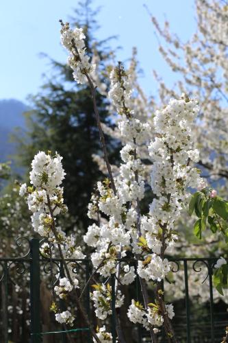 a tree with white flowers behind a fence at Melina's House in Tramonti