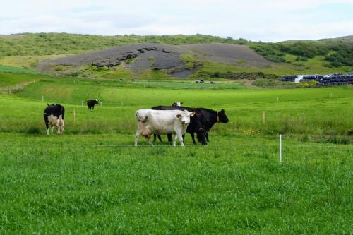 a group of cows grazing in a field of grass at Middalskot Cottages in Laugarvatn
