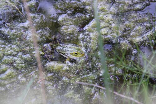 a frog is sitting in the water at Ferien im Bomlitztal in Bomlitz
