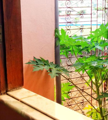 a plant sitting on a window sill next to a fence at Pousada Labarca in Cachoeira