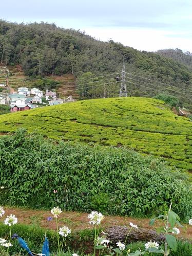 a green hill with a field of plants and flowers at White house in Nuwara Eliya