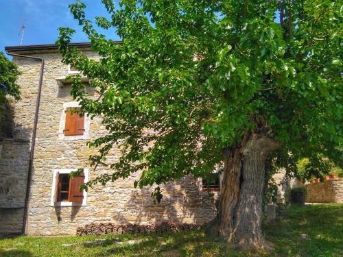 a tree in front of a building with a clock on it at B&B al Merlo Olivo in Buje