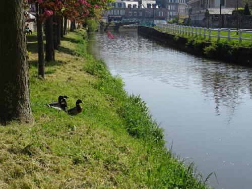 two ducks sitting on the grass next to a river at Mahe in Plancoët