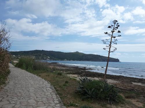 a pathway next to a beach with a tree at mansarda fiorita in Abatemarco