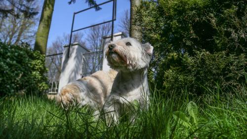 a dog sitting in the grass in a field at Ośrodek Wypoczynkowy CHAMPION in Władysławowo