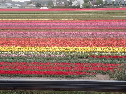 a row of tulips in a field of flowers at Hotel Restaurant de Engel in Lisse