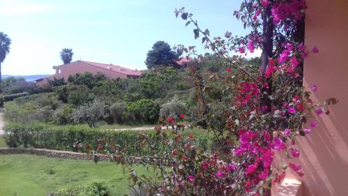 a view of a garden with pink flowers at Residenze Coda Cavallo in San Teodoro