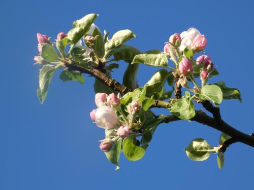 a branch of an apple tree with pink flowers at Les Petits Matins Bleus - Chambres d'hôtes "Les Pommiers" in Sainte-Marguerite-de-Viette