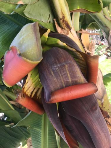 a banana tree with a large bunch of leaves at De Michanna in Anarita
