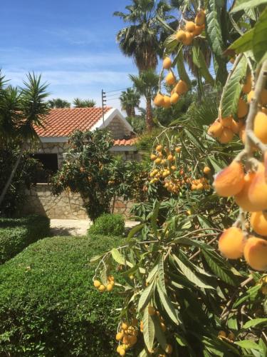 a bunch of oranges hanging from a tree at De Michanna in Anarita