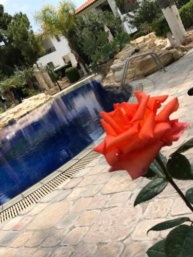 a red rose sitting next to a swimming pool at De Michanna in Anarita