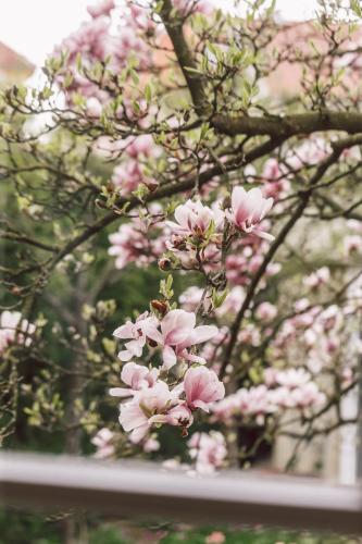 a bunch of pink flowers on a tree at Nebo in Zagreb