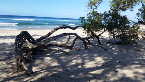 a tree on a sandy beach with the ocean at Plumita Pacifica in Playa Junquillal