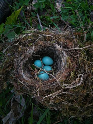 a nest with three blue eggs in the grass at Heshkili huts and cabins Svaneti in Keshkili