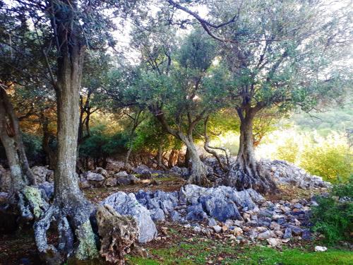 Φυσικό τοπίο κοντά σε αυτός ο ξενώνας