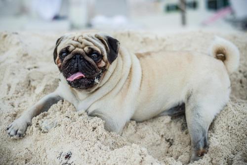 
a brown and white dog laying on a sandy beach at Oleo Cancun Playa Boutique All Inclusive Resort in Cancún
