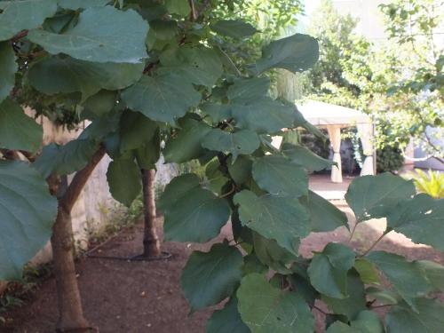 a tree with large green leaves in a garden at Villa Lazzari B&B Tra i due Mari in Maglie