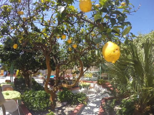 a garden with lemon trees and tables and chairs at hotel la rondinella in Ischia
