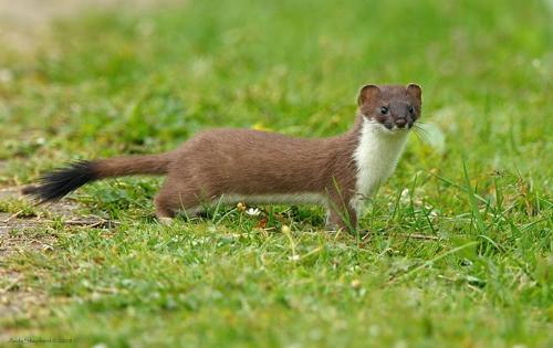 a small ferret standing in the grass at Corner Cwtch in Llanstephan