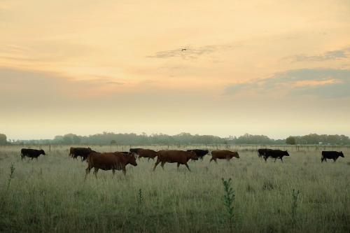 a herd of cows walking in a field at Chacras de Azcona Hostería in Azul