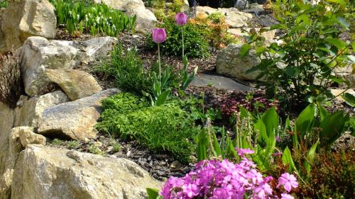 a garden with pink flowers and rocks at Pałacyk Szklarska in Piechowice