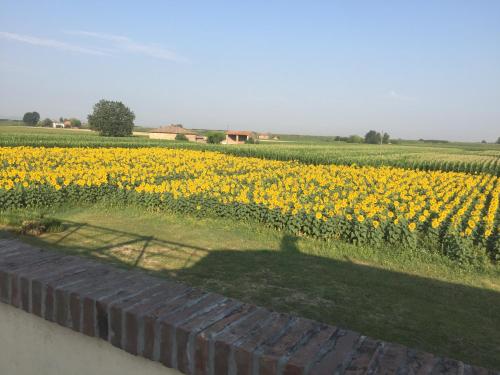 a field of sunflowers with a person standing in front of it at Il Murello in Fiorentina