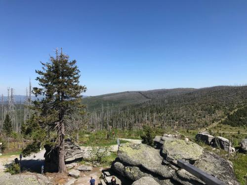 a tree on top of a pile of rocks at Apartmán Šestka in Nová Pec