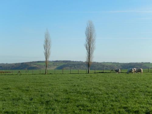 a group of horses grazing in a field with trees at Studio du gite in Wavrans-sur-lʼAa