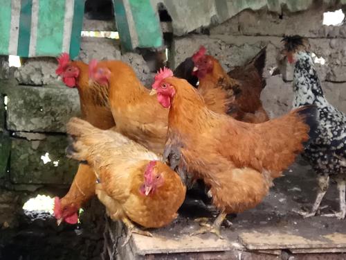 a group of chickens standing in a chicken coop at Xingping Our Inn in Yangshuo