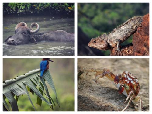 Animales en la casa o chalet o alrededores