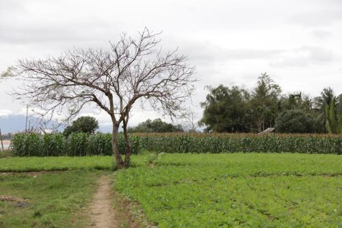 a tree in a field next to a dirt road at Riverside Hamlet Homestay & Villa in Hoi An
