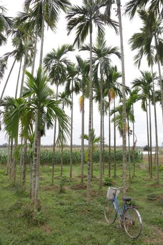 a blue bike parked in front of palm trees at Riverside Hamlet Homestay & Villa in Hoi An