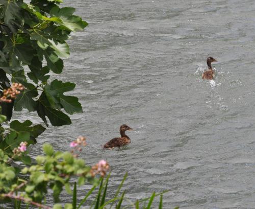two ducks are swimming in the water at Carrecalzada in Melgar de Fernamental
