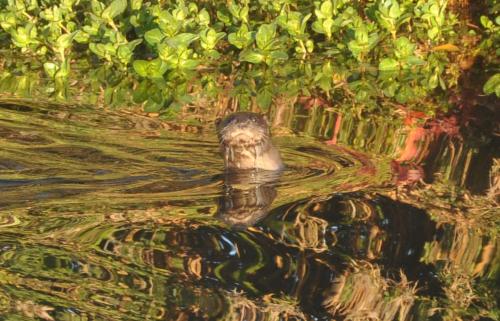 a painting of a turtle in the water at Carrecalzada in Melgar de Fernamental