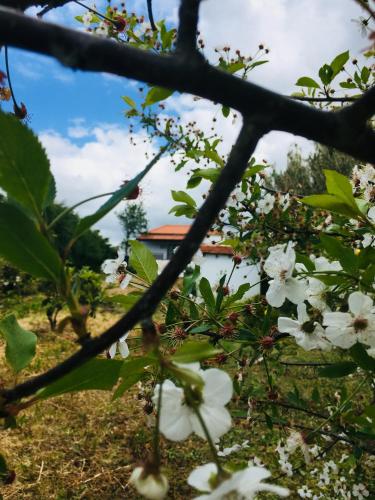 Taman di luar A Casa Dos Avós