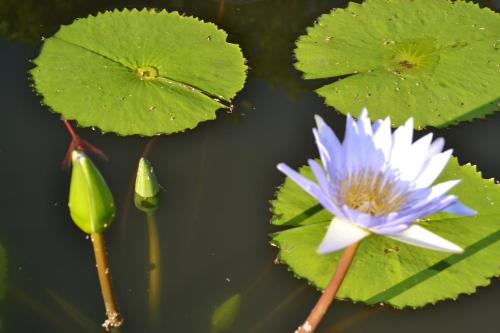two green lily pads with a blue and white flower at Kruger Park Lodge - Golf Safari SA in Hazyview
