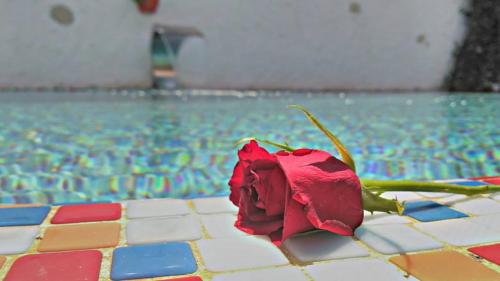 a red rose sitting on a tile floor next to a pool at Mina Hotel Alacati in Alaçatı